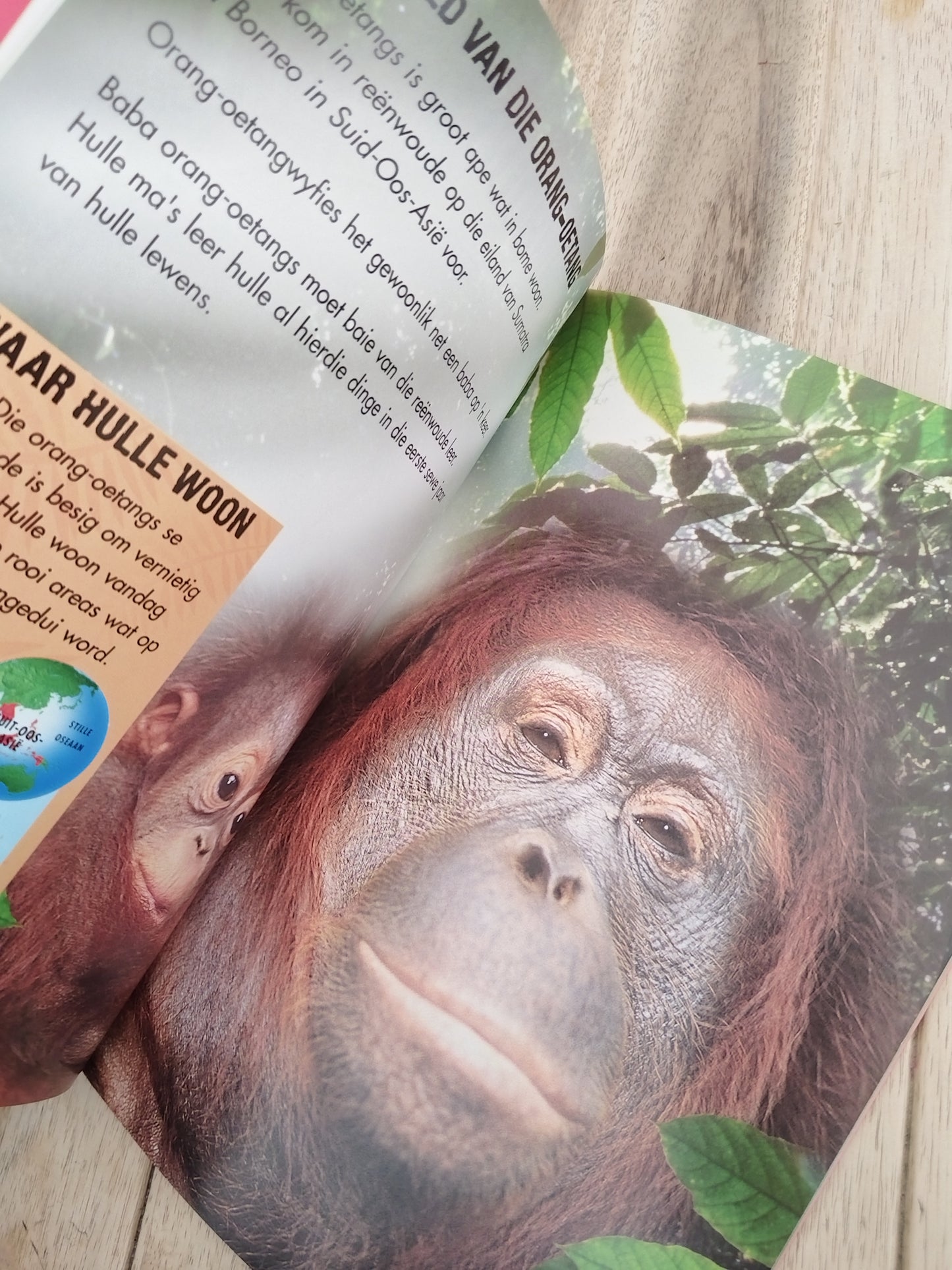 Orang-oetangs in Gevaar